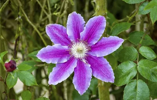 Clematis 'Barbara Jackman' Clematis 'Barbara Jackman'