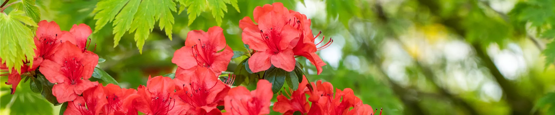 Rhododendron molle ssp. japonicum 'Nordlicht' Rhododendron molle ssp. japonicum 'Nordlicht'