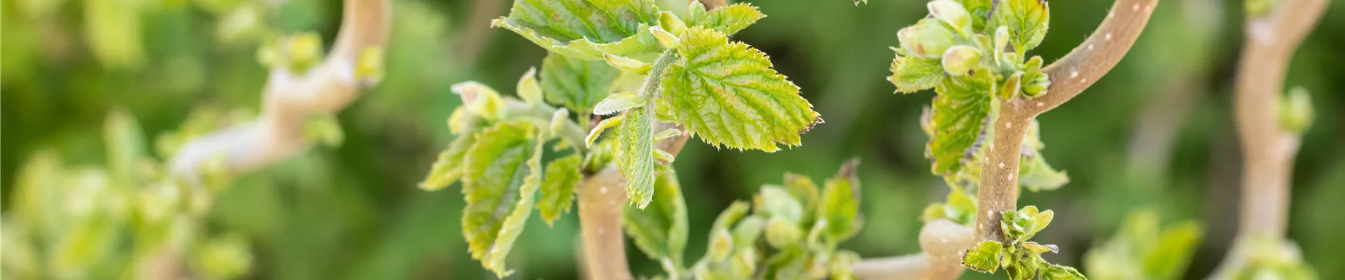 Corylus avellana 'Scooter'
