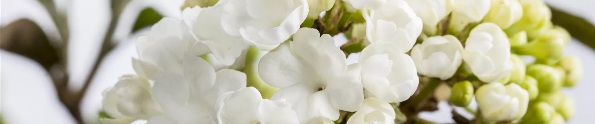 Viburnum plicatum 'Schroeders Nadine' Viburnum plicatum 'Schroeders Nadine'