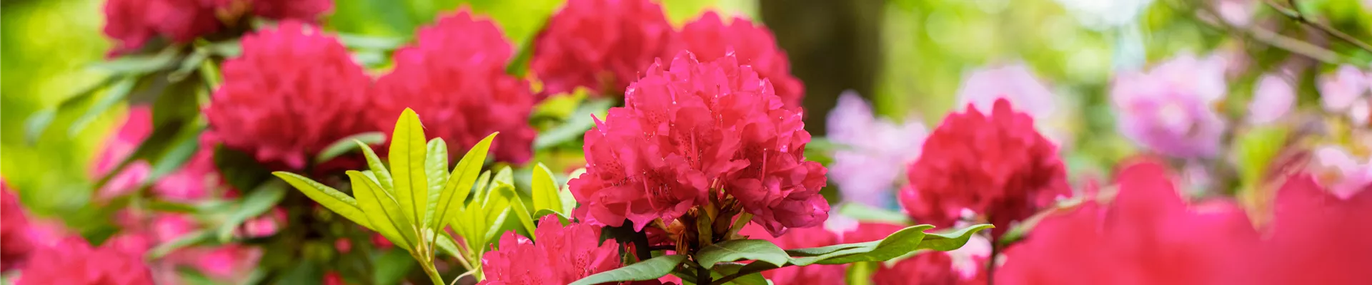 Rhododendron 'Vilem Heckel' Rhododendron 'Vilem Heckel'