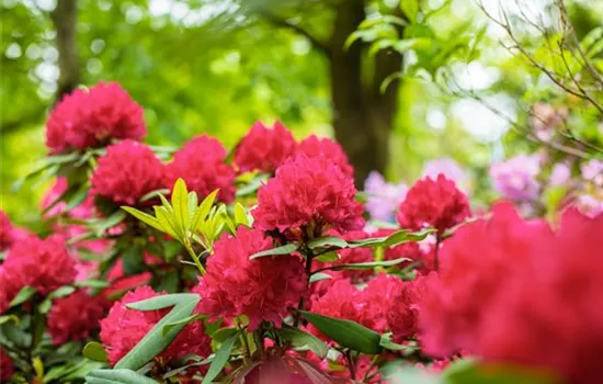 Schön und anspruchsvoll: Rhododendron pflanzen im eigenen Garten Schön und anspruchsvoll: Rhododendron pflanzen im eigenen Garten