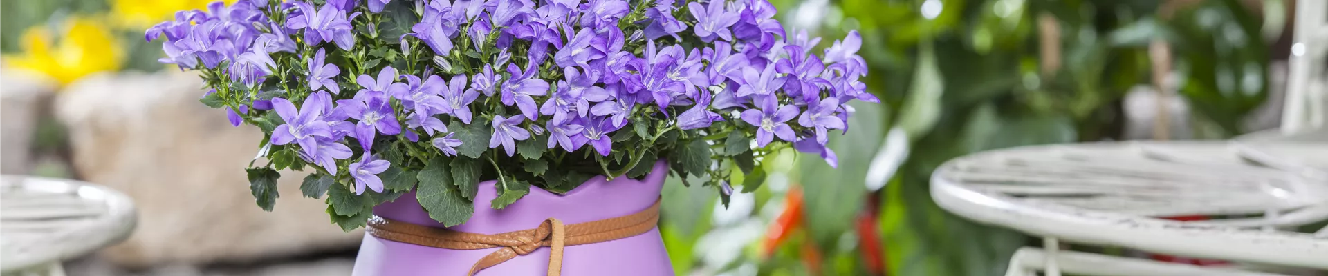 Campanula poscharskyana Campanula poscharskyana