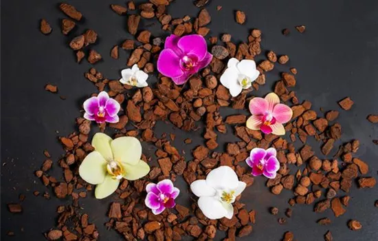 Für längere Blütezeit rechtzeitig Orchideen zurückschneiden  Für längere Blütezeit rechtzeitig Orchideen zurückschneiden