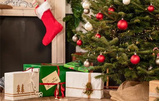 Welcher immergrüne Nadelbaum eignet sich als Weihnachtsbaum? Welcher immergrüne Nadelbaum eignet sich als Weihnachtsbaum?