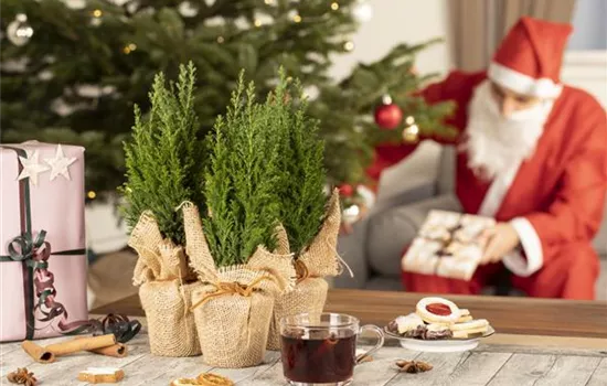 Schöne Pflanzen als Weihnachtsgeschenk kommen immer gut an Schöne Pflanzen als Weihnachtsgeschenk kommen immer gut an