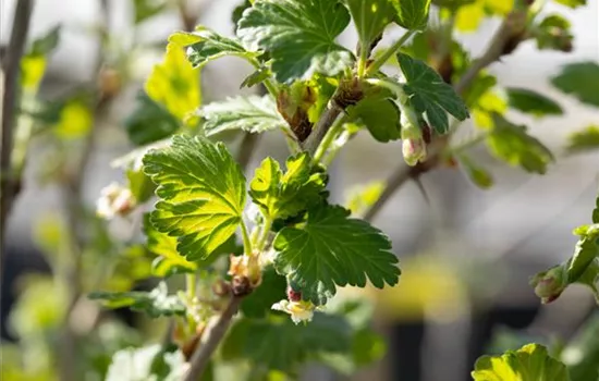 Stachelbeeren richtig pflanzen und pflegen Stachelbeeren richtig pflanzen und pflegen