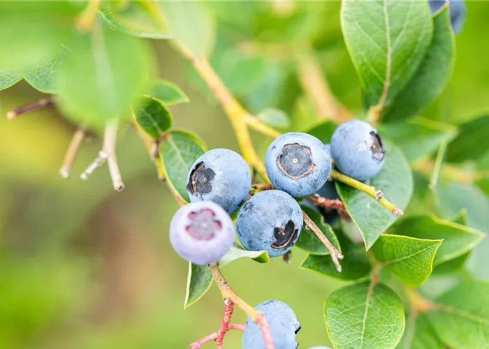 Beerendünger Beerendünger