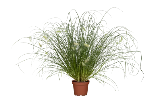 Garten-Federborstengras Garten-Federborstengras