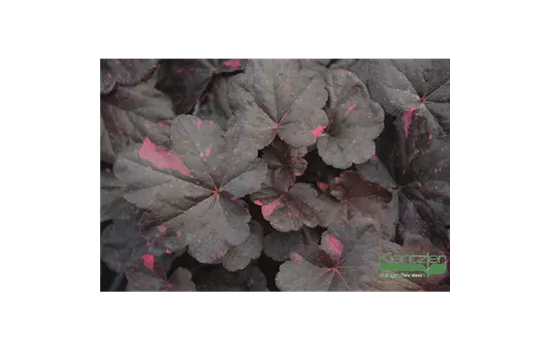 Garten-Silberglöckchen Garten-Silberglöckchen