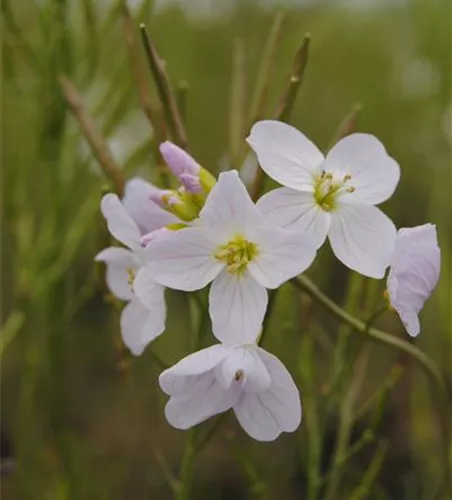 Cardamine pratensis Cardamine pratensis