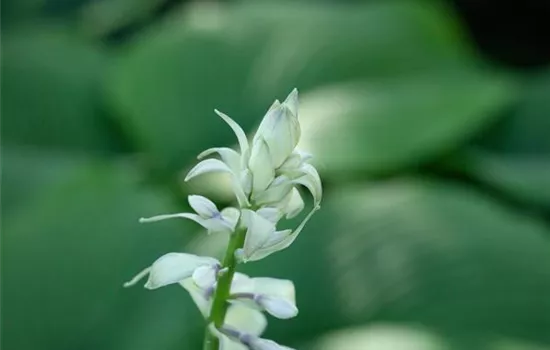 Duftende Lilien-Funkie Duftende Lilien-Funkie