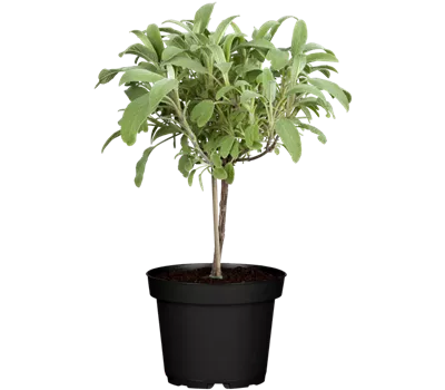 Garten-Salbei Garten-Salbei