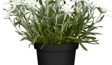 zuckermais saatgut gewinnen Bio-Zuckermais (Golden Bantam) – Little Plants main image 1