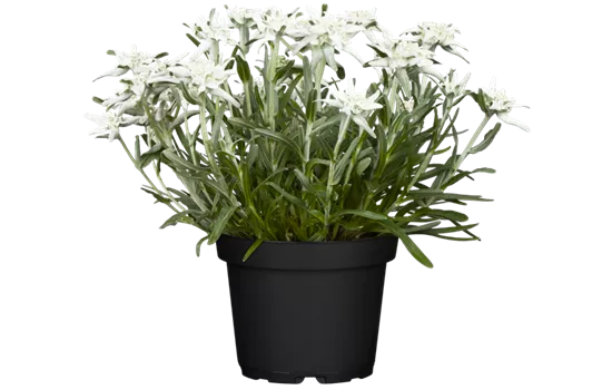 Garten-Edelweiß Garten-Edelweiß