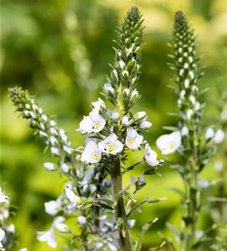 Enzianblättriger Ehrenpreis Enzianblättriger Ehrenpreis
