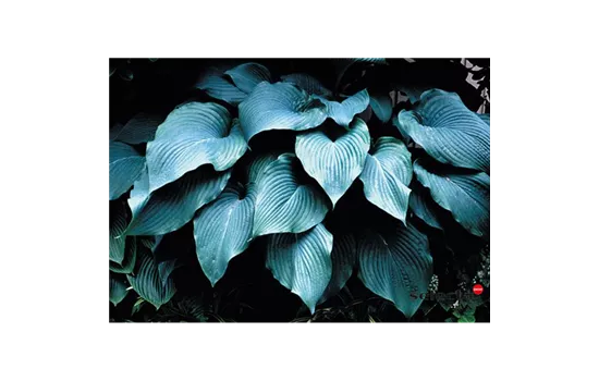 Funkie 'Blue Angel' Funkie 'Blue Angel'