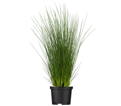 Blaugrüne Binse Blaugrüne Binse