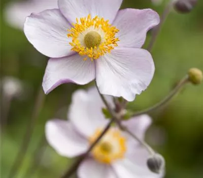 Garten-Herbst-Anemone 'Prinz Heinrich' Garten-Herbst-Anemone 'Prinz Heinrich'
