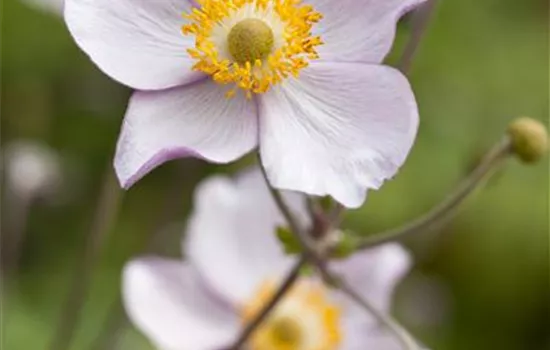 Garten-Herbst-Anemone 'Prinz Heinrich' Garten-Herbst-Anemone 'Prinz Heinrich'
