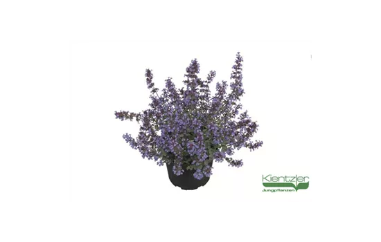 Katzenminze Katzenminze