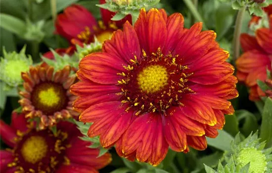 Großblumige Kokardenblume Großblumige Kokardenblume