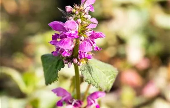 Lampionblume 'Zwerg' Lampionblume 'Zwerg'