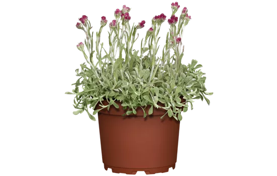 Katzenpfötchen Katzenpfötchen