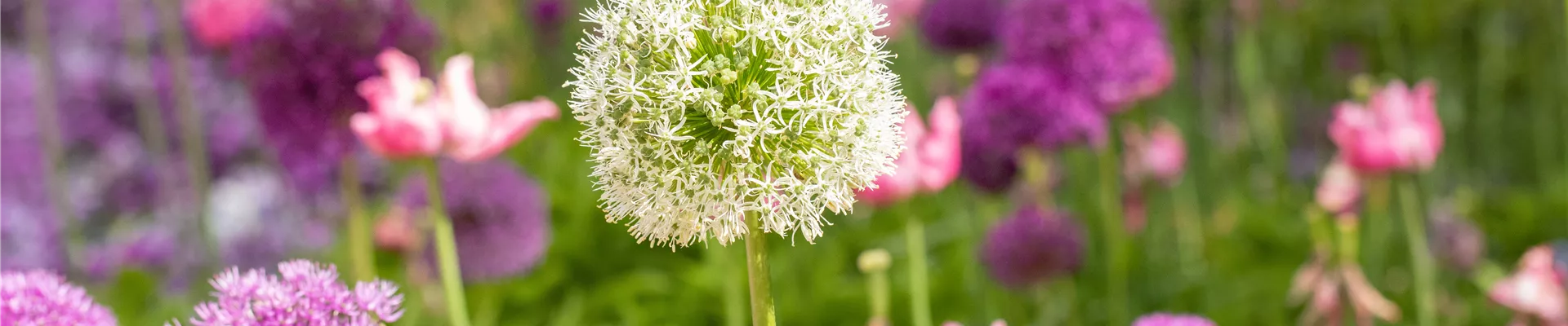 Allium stipitatum 'Mount Everest' Allium stipitatum 'Mount Everest'