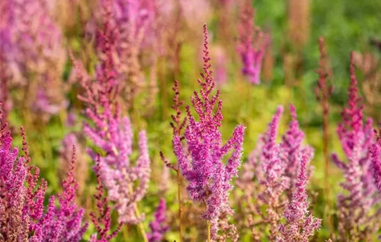 Lanzen-Astilbe 'Purpurlanze' Lanzen-Astilbe 'Purpurlanze'