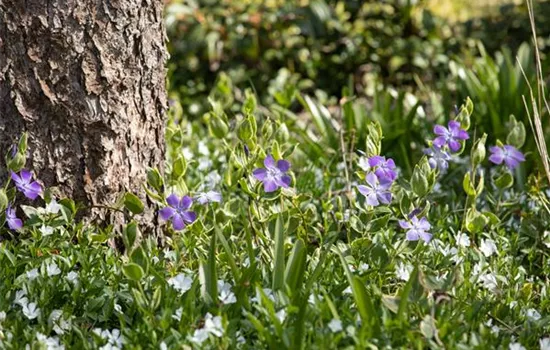 Immergrün Immergrün