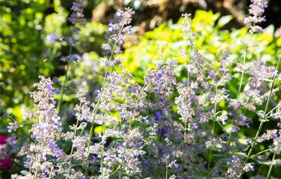 Großblütige Katzenminze Großblütige Katzenminze