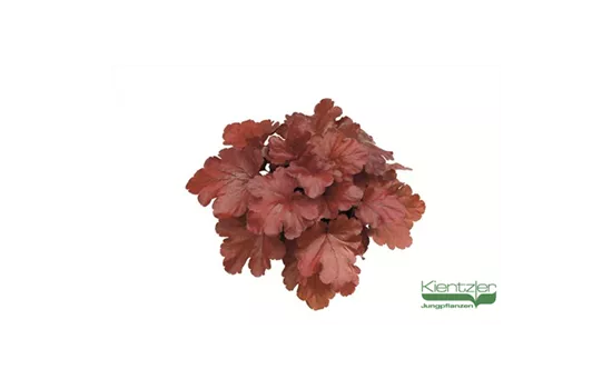 Silberglöckchen Silberglöckchen