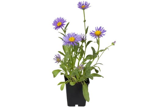Sommer-Aster Sommer-Aster