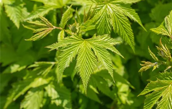 Rotblühendes Garten-Mädesüß 'Elegans' Rotblühendes Garten-Mädesüß 'Elegans'