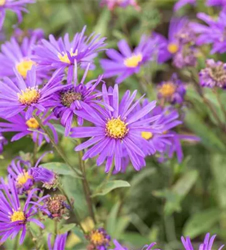 Garten-Sommer-Aster 'Veilchenkönigin' Garten-Sommer-Aster 'Veilchenkönigin'