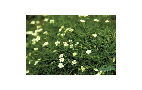 Sternmoos 'Irish Moss' Sternmoos 'Irish Moss'