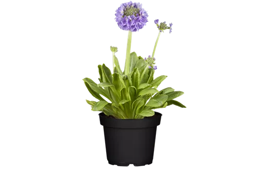 Kugelig blühende Schlüsselblume Kugelig blühende Schlüsselblume