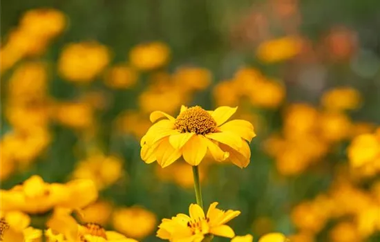 Sonnenauge Sonnenauge