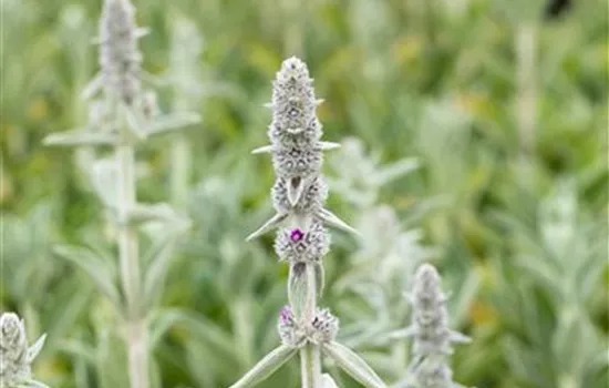 Matten-Woll-Ziest 'Silky Fleece' Matten-Woll-Ziest 'Silky Fleece'