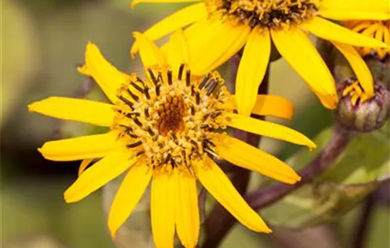 Strauß-Goldkolben Strauß-Goldkolben