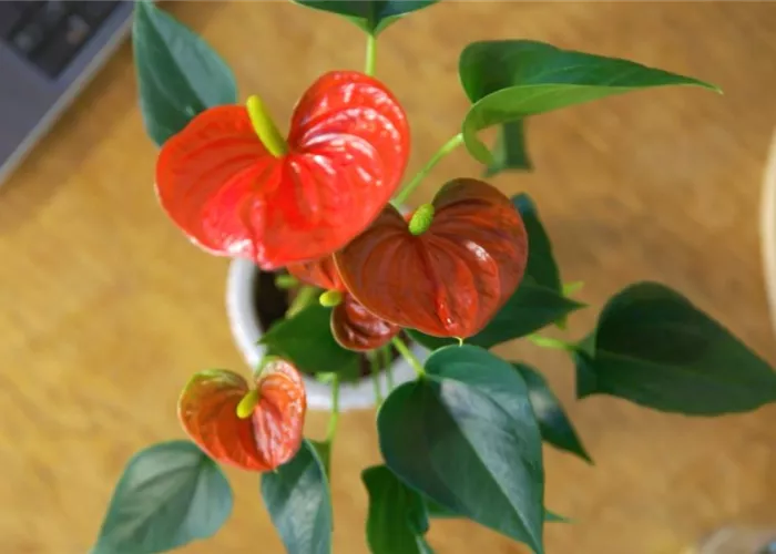 Zimmerpflanzenportrait - Flamingoblume