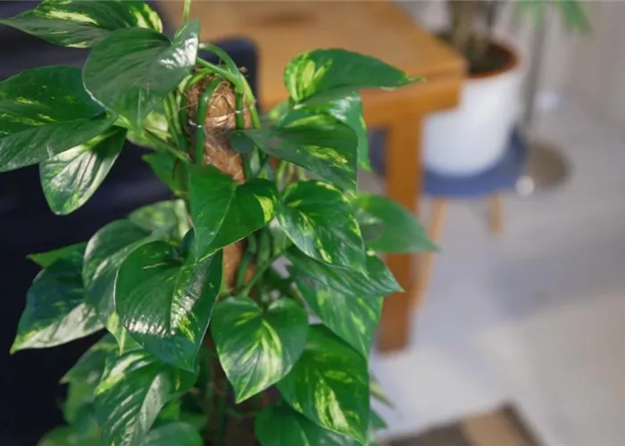 Zimmerpflanzenportrait - Efeutute