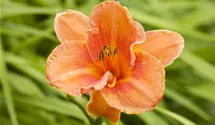 Hemerocallis x cult.'Daring Deception'