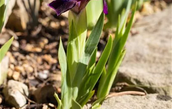 Zwergige Garten-Schwertlilie 'Cherry Garden' Zwergige Garten-Schwertlilie 'Cherry Garden'