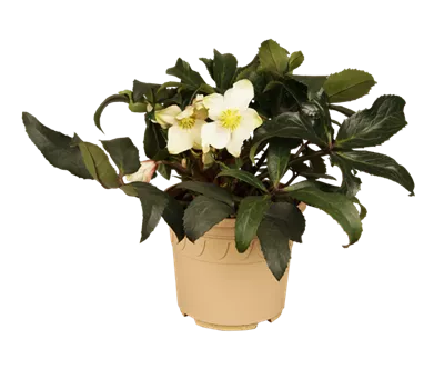 Christrose 'HGC Joker'® Christrose 'HGC Joker'®