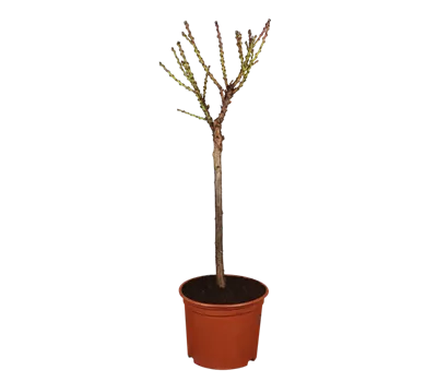 Zwergpfirsich 'Bonanza' Zwergpfirsich 'Bonanza'