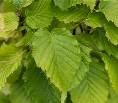 Säulen-Hainbuche 'Columnaris' Säulen-Hainbuche 'Columnaris'
