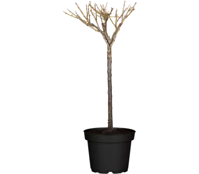 Zwergzwetsche 'Hanna'