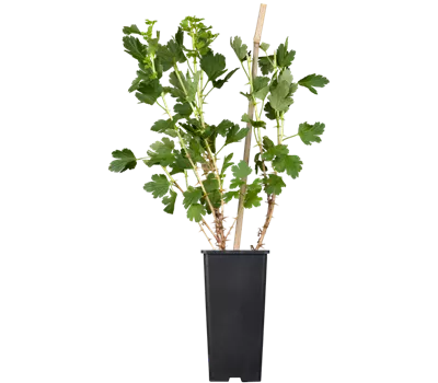 Stachelbeere 'Hinnonmäki' Stachelbeere 'Hinnonmäki'